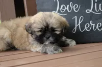Dorthy, a female Lhasa Apso for sale in Stoutland, MO – 3 of 4
