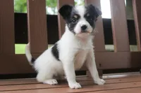 Cora, a female Papillon for sale in Stoutland, MO – 4 of 5