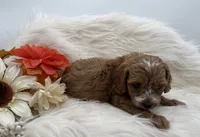 Cherry, a female Cockapoo for sale in Stoutland, MO – 2 of 3
