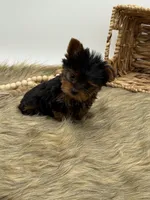 Max, a male Yorkshire Terrier for sale in Stoutland, MO – Photo 2 of 2