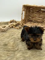 Max, a male Yorkshire Terrier for sale in Stoutland, MO – Photo 1 of 2