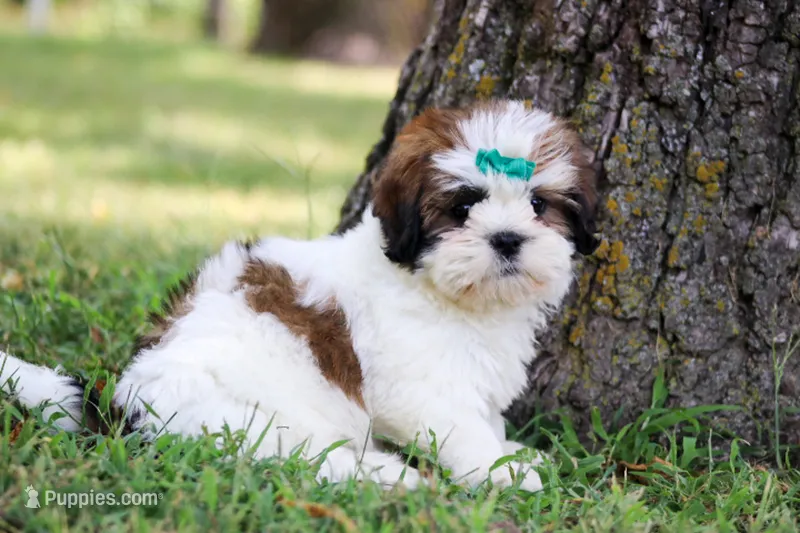AKC Molly – Lhasa Apso puppy for sale in Stoutland, MO