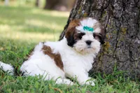 AKC Molly, a female Lhasa Apso for sale in Stoutland, MO – 1 of 4