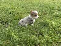 Winnie, a female Pembroke Welsh Corgi for sale in Stoutland, MO – 3 of 4