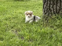 Wanda, a female Pembroke Welsh Corgi for sale in Stoutland, MO – 2 of 4