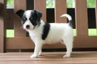 Cora, a female Papillon for sale in Stoutland, MO – 3 of 5