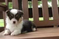 AKC Grant, a male Pembroke Welsh Corgi for sale in Stoutland, MO – 3 of 4