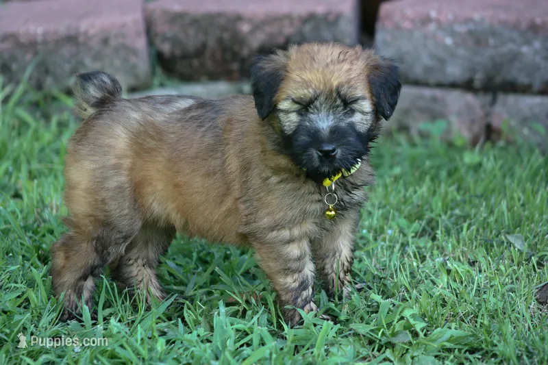 AKC Kadie – Soft Coated Wheaten Terrier puppy for sale in Stoutland, MO