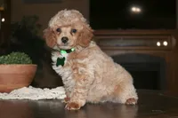 Rocky, a female Poodle - Miniature  for sale in Stoutland, MO – 1 of 5