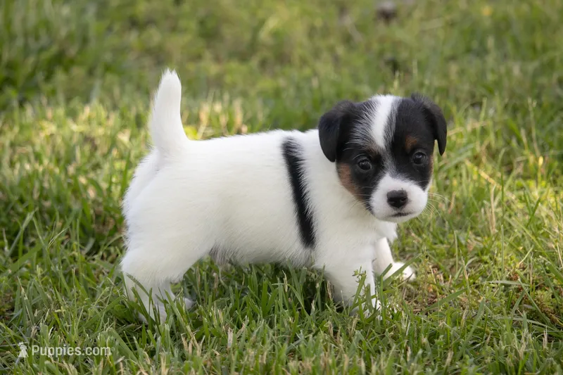 Nix – Jack Russell Terrier puppy for sale in Stoutland, MO