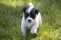 Nix, a male Jack Russell Terrier for sale in Stoutland, MO – 3 of 3