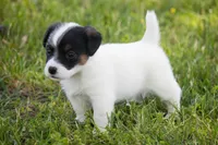 Nix, a male Jack Russell Terrier for sale in Stoutland, MO – 2 of 3