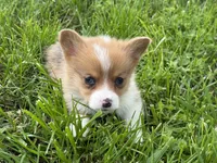 Willow, a female Pembroke Welsh Corgi for sale in Stoutland, MO – 2 of 3