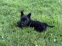 Susan , a female Scottish Terrier for sale in Stoutland, MO – 3 of 3