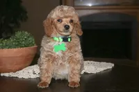 Rocky, a female Poodle - Miniature  for sale in Stoutland, MO – 2 of 5