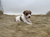 Lilly, a female Jack Russell Terrier for sale in Stoutland, MO – 3 of 4