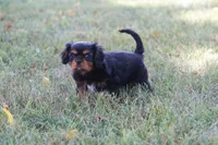Peanut, a male Cavalier King Charles Spaniel for sale in Stoutland, MO – 2 of 3