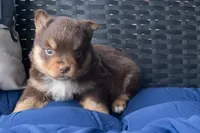 Cassandra, a female Miniature Australian Shepherd for sale in Stoutland, MO – Photo 2 of 4