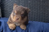 Cassandra, a female Miniature Australian Shepherd for sale in Stoutland, MO – Photo 3 of 4