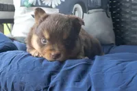 Cassandra, a female Miniature Australian Shepherd for sale in Stoutland, MO – Photo 4 of 4