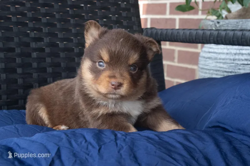 Cassandra – Miniature Australian Shepherd puppy for sale in Stoutland, MO