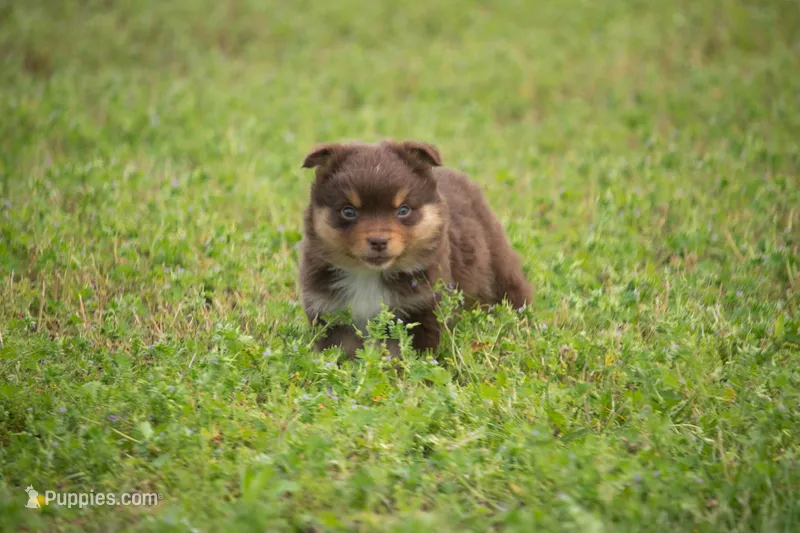 Cassandra – Miniature Australian Shepherd puppy for sale in Stoutland, MO