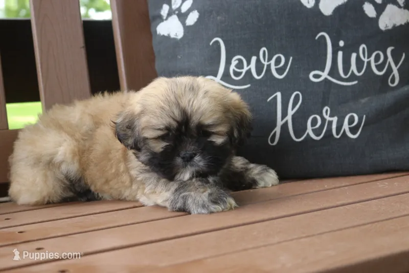 Dorthy – Lhasa Apso puppy for sale in Stoutland, MO