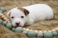 Jane, a female Jack Russell Terrier for sale in Stoutland, MO – 6 of 9