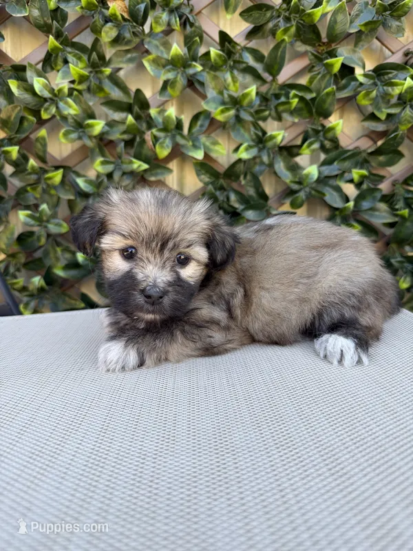 Gia – Havanese puppy for sale in Stoutland, MO