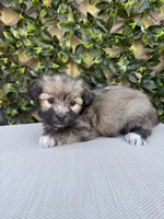 Gia, a female Havanese for sale in Stoutland, MO – 1 of 1