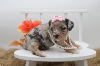 Reese, a female Cavapoo for sale in Stoutland, MO – 2 of 3