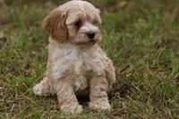 Aaron, a male Cockapoo for sale in Stoutland, MO – Photo 1 of 4