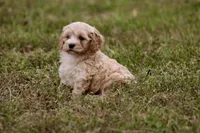 Aaron, a male Cockapoo for sale in Stoutland, MO – Photo 4 of 4