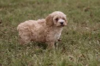 Aaron, a male Cockapoo for sale in Stoutland, MO – Photo 3 of 4