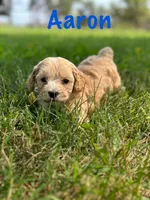 Aaron, a male Cockapoo for sale in Stoutland, MO – Photo 2 of 4