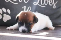 Susie, a female Jack Russell Terrier for sale in Stoutland, MO – 2 of 3