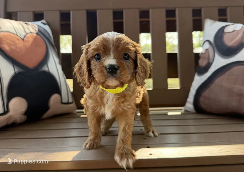 River – Cavalier King Charles Spaniel puppy for sale in Stoutland, MO