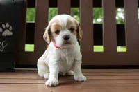 Sissy, a female Cocker Spaniel for sale in Stoutland, MO – 6 of 7