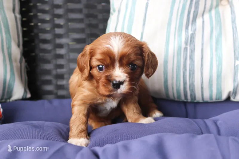 Rocky – Cavalier King Charles Spaniel puppy for sale in Stoutland, MO