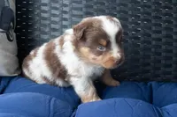 Joshy, a male Miniature Australian Shepherd for sale in Stoutland, MO – Photo 2 of 4