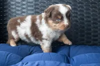 Joshy, a male Miniature Australian Shepherd for sale in Stoutland, MO – Photo 4 of 4