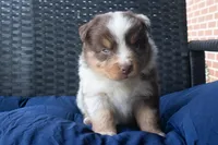 Joshy, a male Miniature Australian Shepherd for sale in Stoutland, MO – Photo 3 of 4