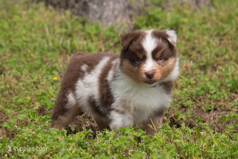 Joshy – Miniature Australian Shepherd puppy for sale in Stoutland, MO