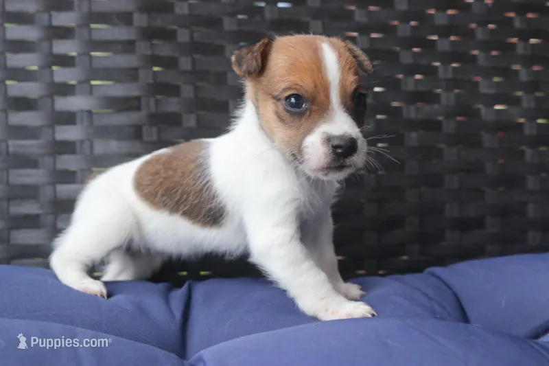 Jill – Jack Russell Terrier puppy for sale in Stoutland, MO