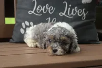 Becky, a female Cavapoo for sale in Stoutland, MO – 2 of 5