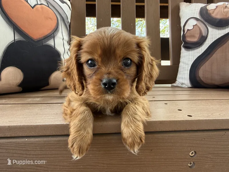 Rex – Cavalier King Charles Spaniel puppy for sale in Stoutland, MO