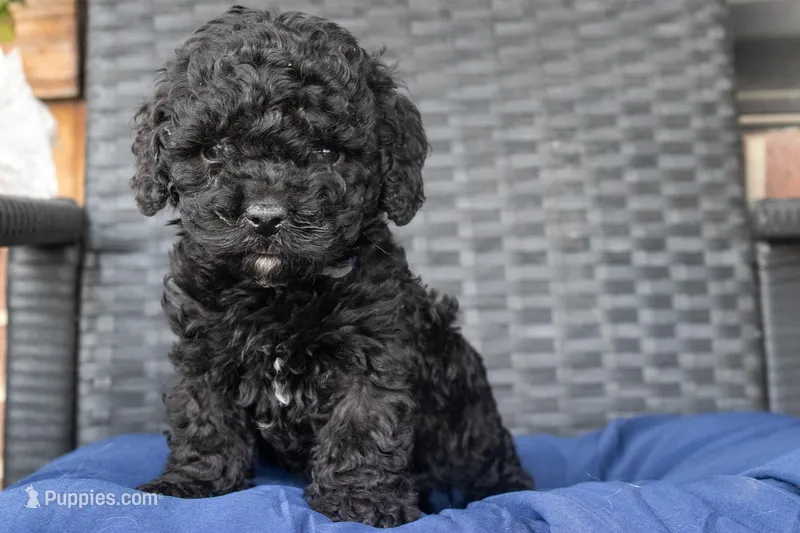 Willow, a female Cockapoo for sale in Stoutland, MO – Photo 1 of 1