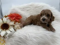 Cherry, a female Cockapoo for sale in Stoutland, MO – 3 of 3