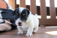 Scott, a female Jack Russell Terrier for sale in Stoutland, MO – 2 of 4