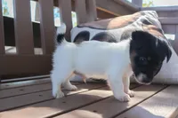 Mark, a male Jack Russell Terrier for sale in Stoutland, MO – 2 of 4